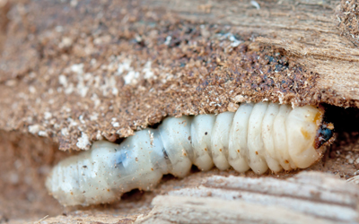 Timber Treatment